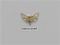 藏品(螟蛾222)的圖片